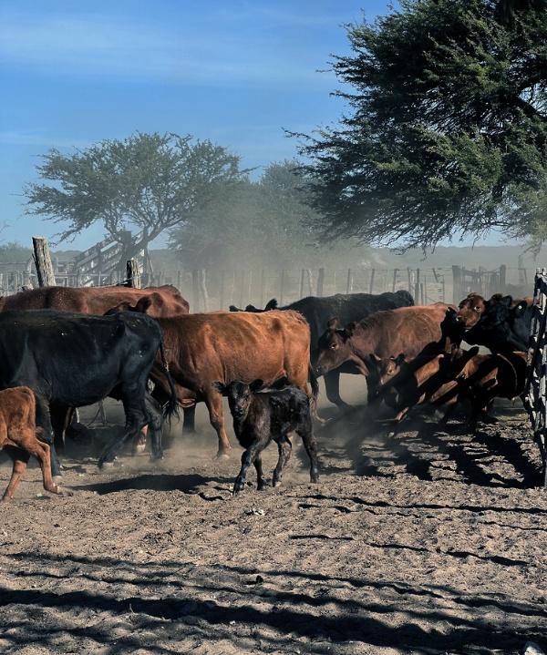 5 generaciones haciendo la mejor carne argentina - Tierra de campeones